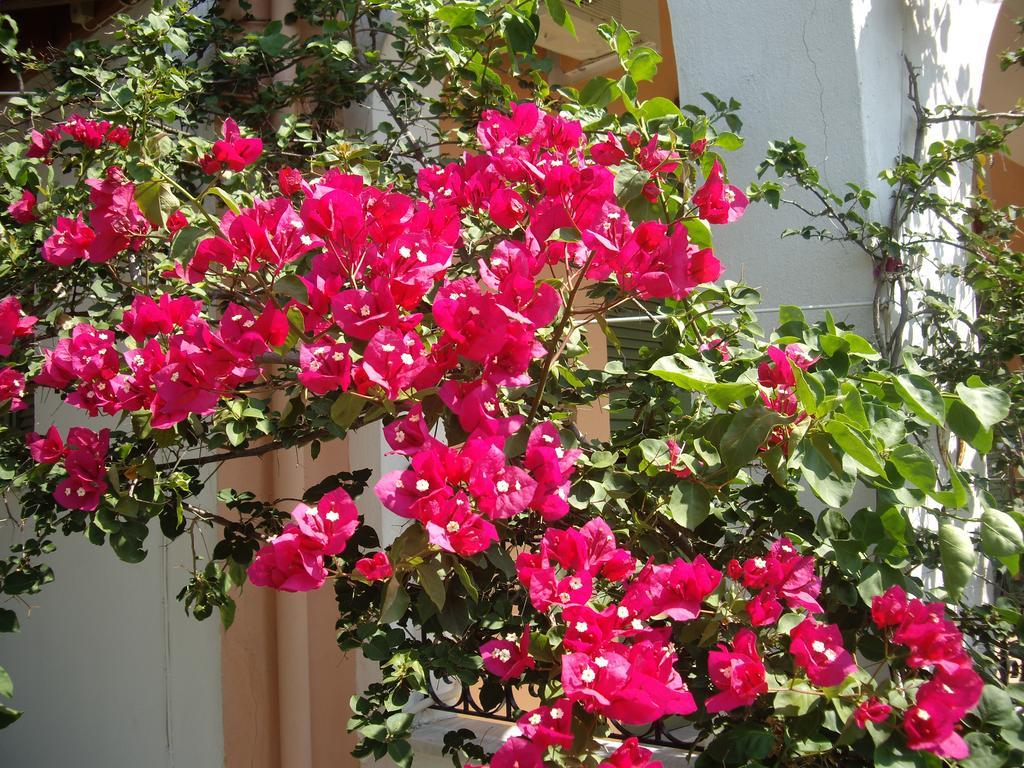 Kato Korakiana Athina Apartments מראה חיצוני תמונה